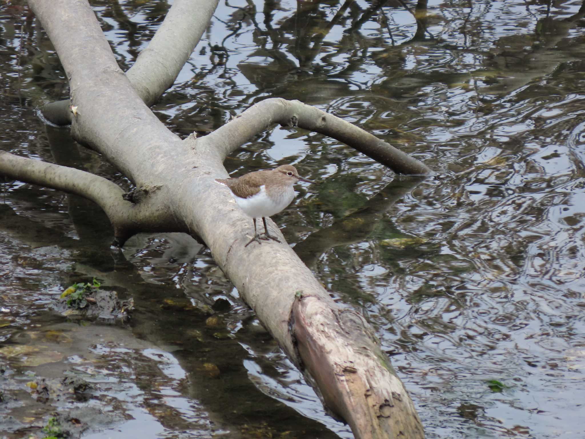 Common Sandpiper