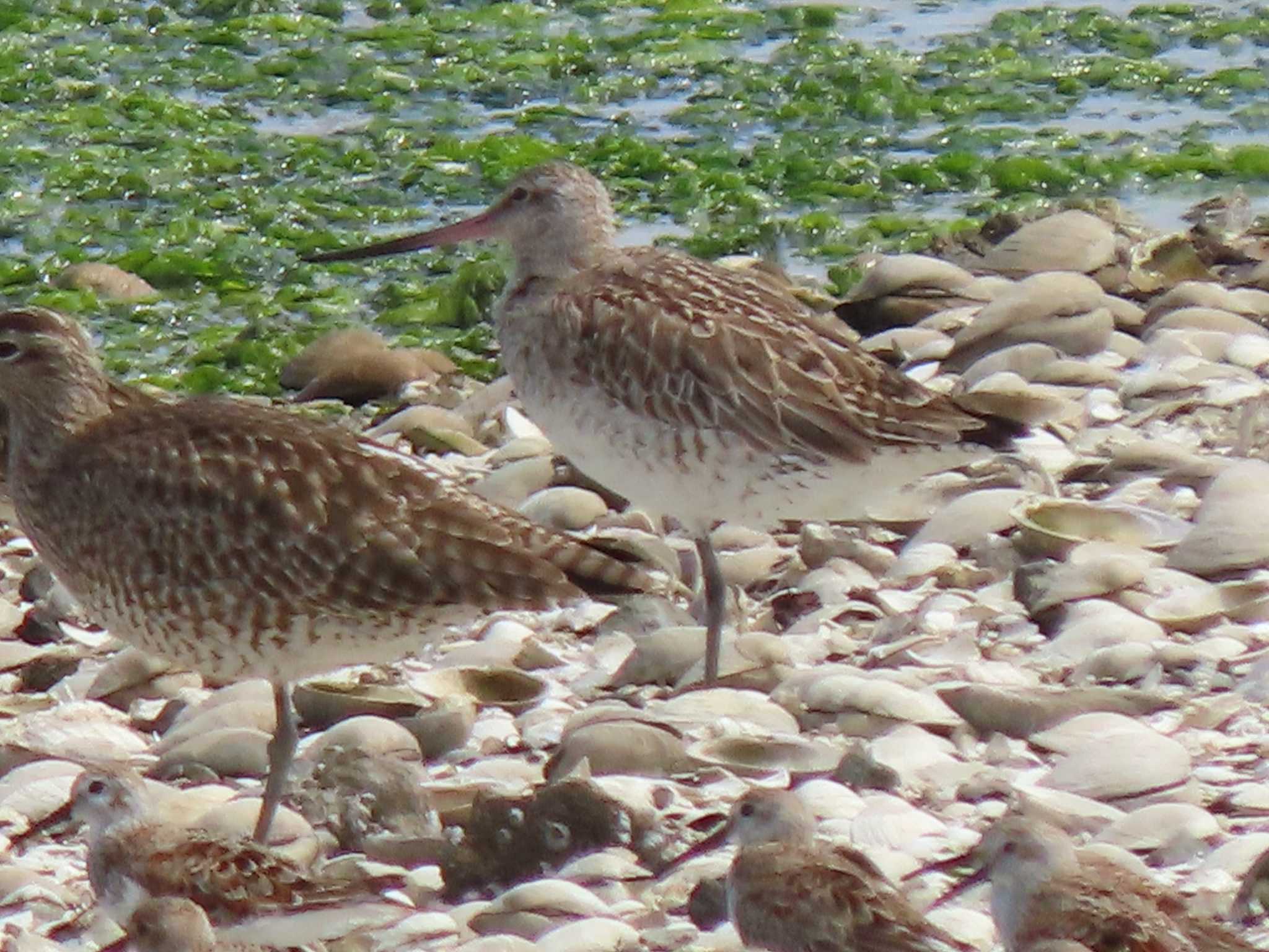 Bar-tailed Godwit