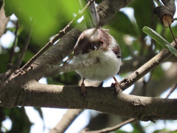 Sun, 5/8/2022 Birding report at Yatsu-higata