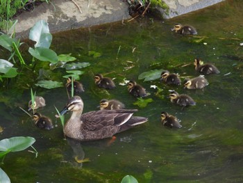 Eastern Spot-billed Duck もえぎ野公園 Sat, 5/14/2022