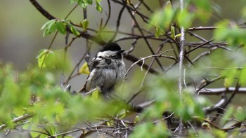 ヒガラ 八千穂高原自然園 2022年5月14日(土)