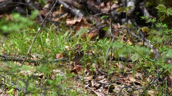 ビンズイ 八千穂高原自然園 2022年5月14日(土)