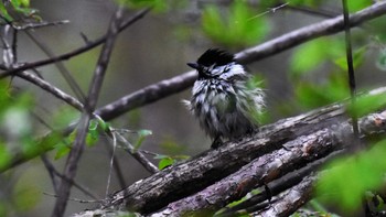 ヒガラ 八千穂高原自然園 2022年5月14日(土)