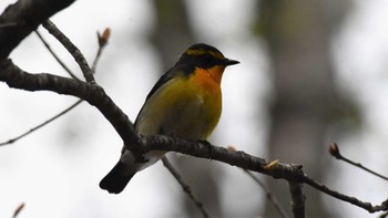 キビタキ 八千穂高原自然園 2022年5月14日(土)