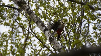 アカゲラ 八千穂高原自然園 2022年5月14日(土)