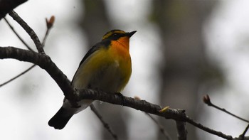 2022年5月14日(土) 八千穂高原自然園の野鳥観察記録