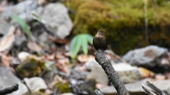 ミソサザイ 八千穂高原自然園 2022年5月14日(土)