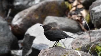 カワガラス 八千穂高原自然園 2022年5月14日(土)