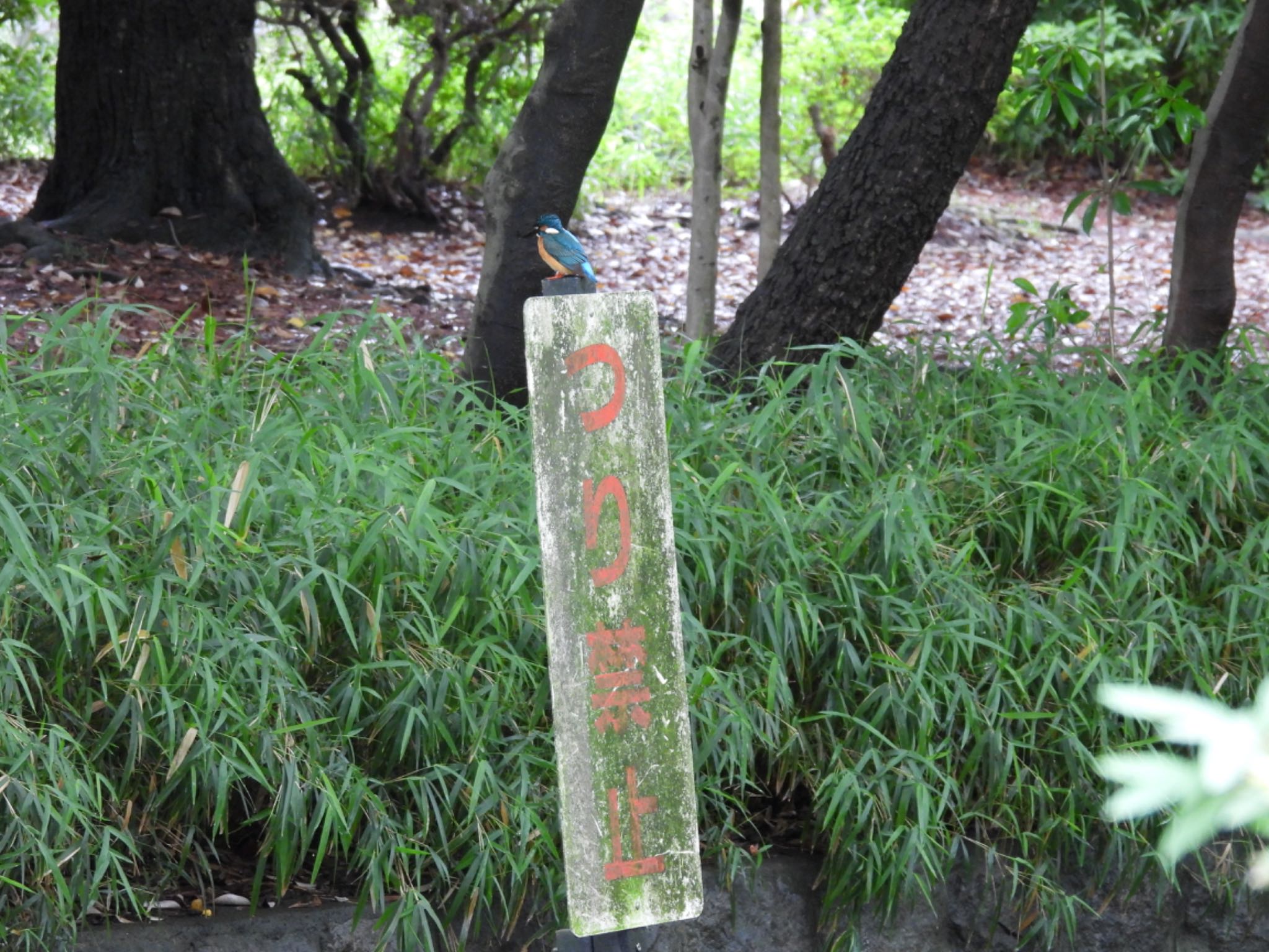 石神井公園 カワセミの写真 by D48211