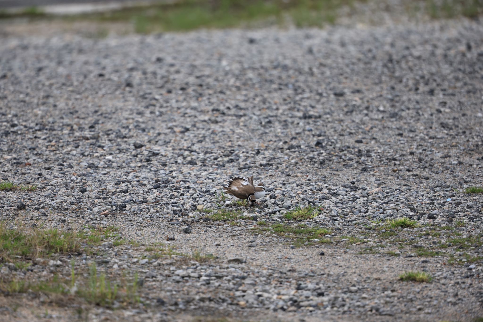 Photo of Little Ringed Plover at 甲子園浜(兵庫県西宮市) by yossan1969