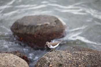 Common Sandpiper 甲子園浜(兵庫県西宮市) Sat, 5/14/2022