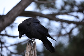 Large-billed Crow 甲子園浜(兵庫県西宮市) Sat, 5/14/2022