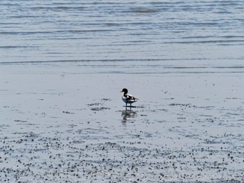 Common Shelduck 肥前鹿島干潟 Thu, 5/5/2022