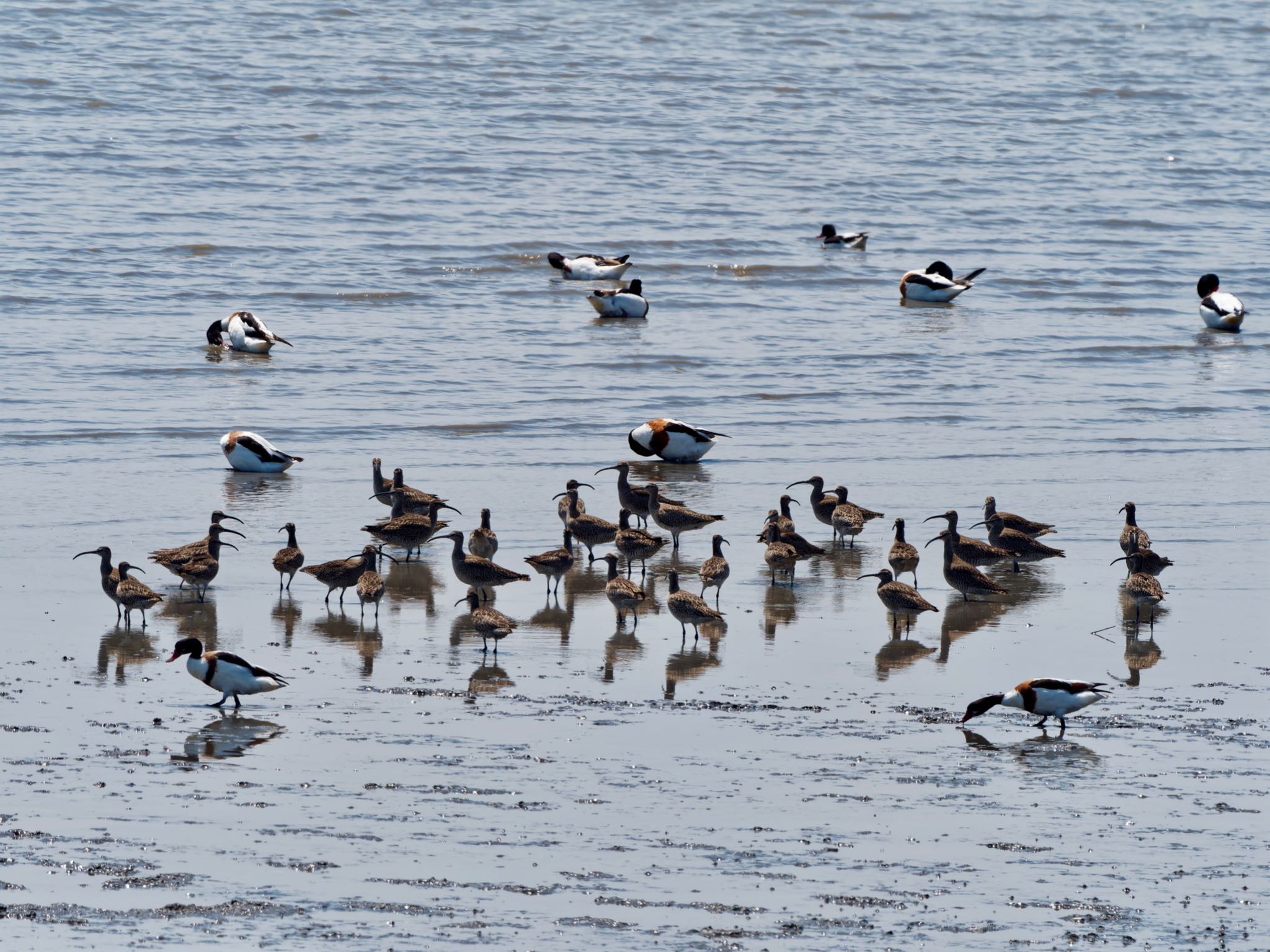 Photo of Eurasian Whimbrel at 肥前鹿島干潟 by speedgame