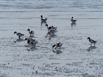 Common Shelduck 肥前鹿島干潟 Thu, 5/5/2022