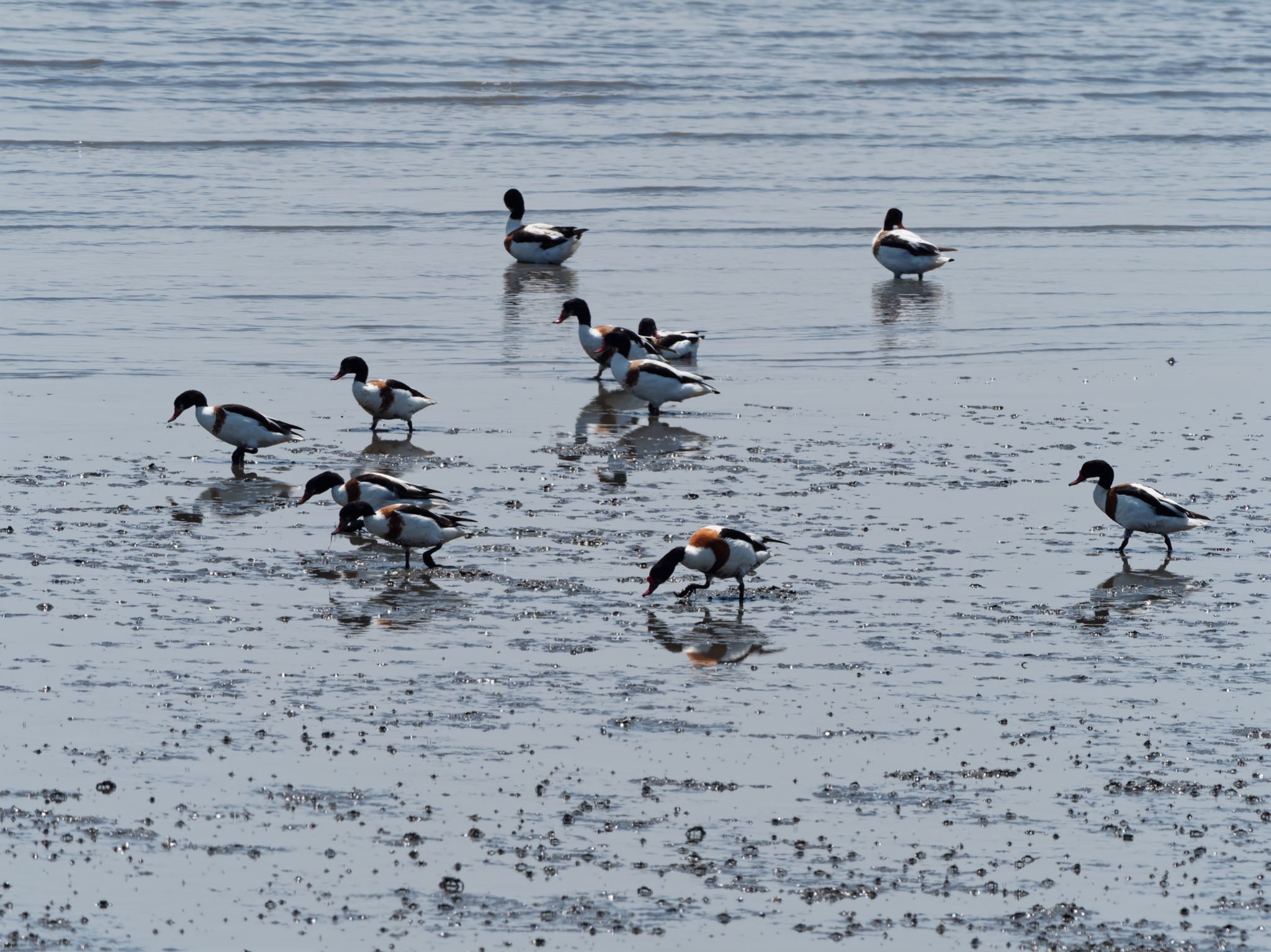 Photo of Common Shelduck at 肥前鹿島干潟 by speedgame