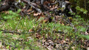 ビンズイ 八千穂高原自然園 2022年5月14日(土)