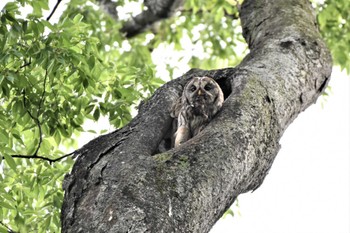 フクロウ 野木神社(栃木県) 2022年5月14日(土)