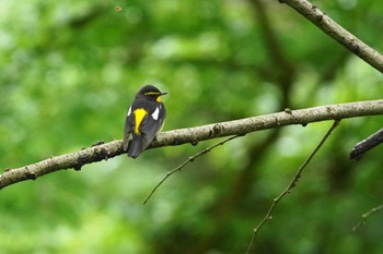 キビタキ 陣馬山 2022年5月2日(月)