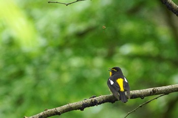 キビタキ 陣馬山 2022年5月2日(月)