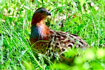 Chinese Bamboo Partridge 静岡県小笠山総合運動公園 Wed, 5/11/2022