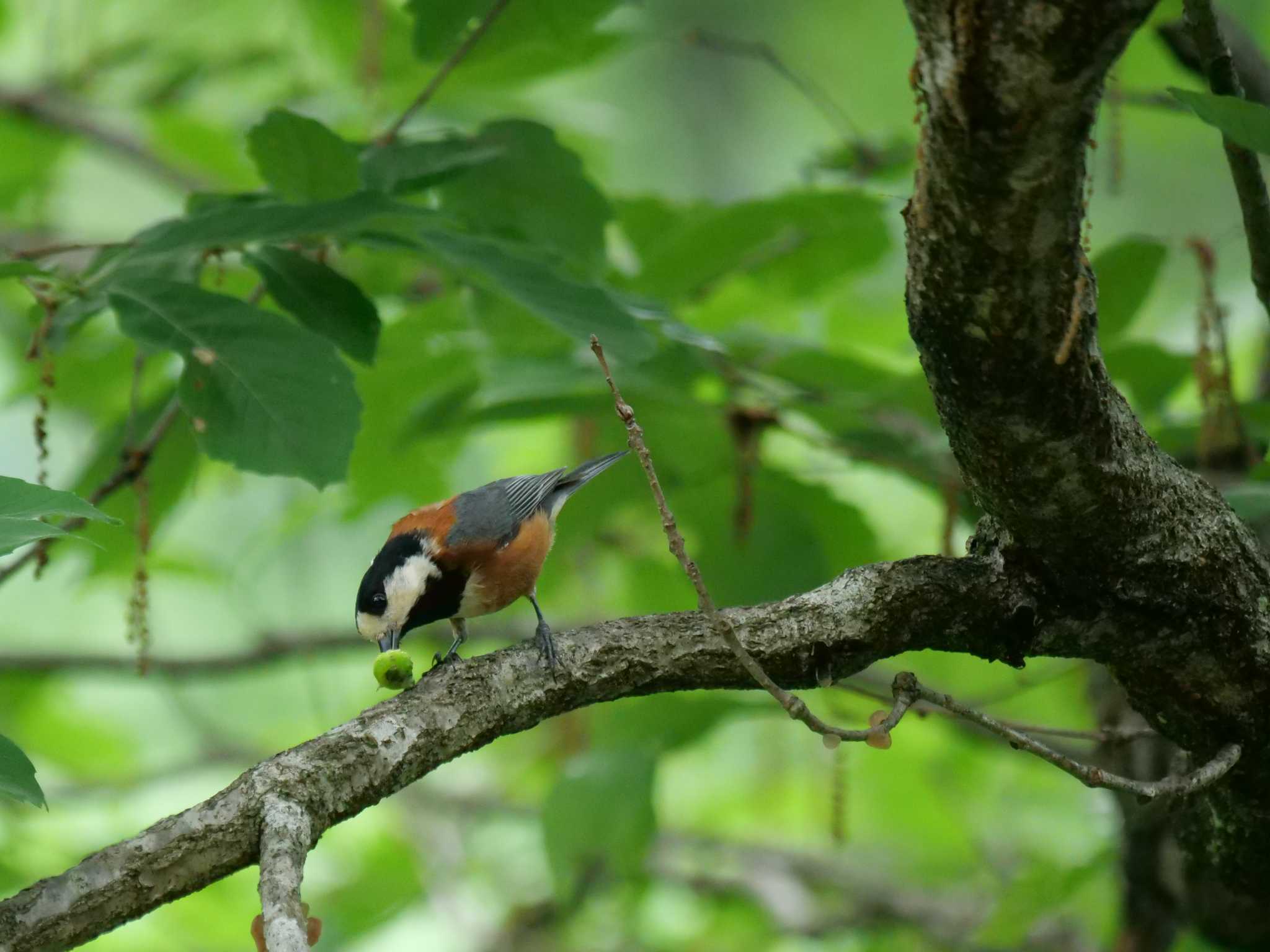 木々を渡り・・ by little birds