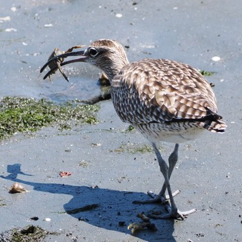 Eurasian Whimbrel Tokyo Port Wild Bird Park Sat, 4/30/2022