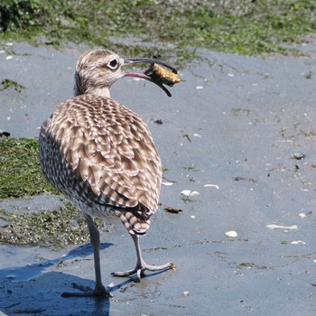 Eurasian Whimbrel Tokyo Port Wild Bird Park Sat, 4/30/2022