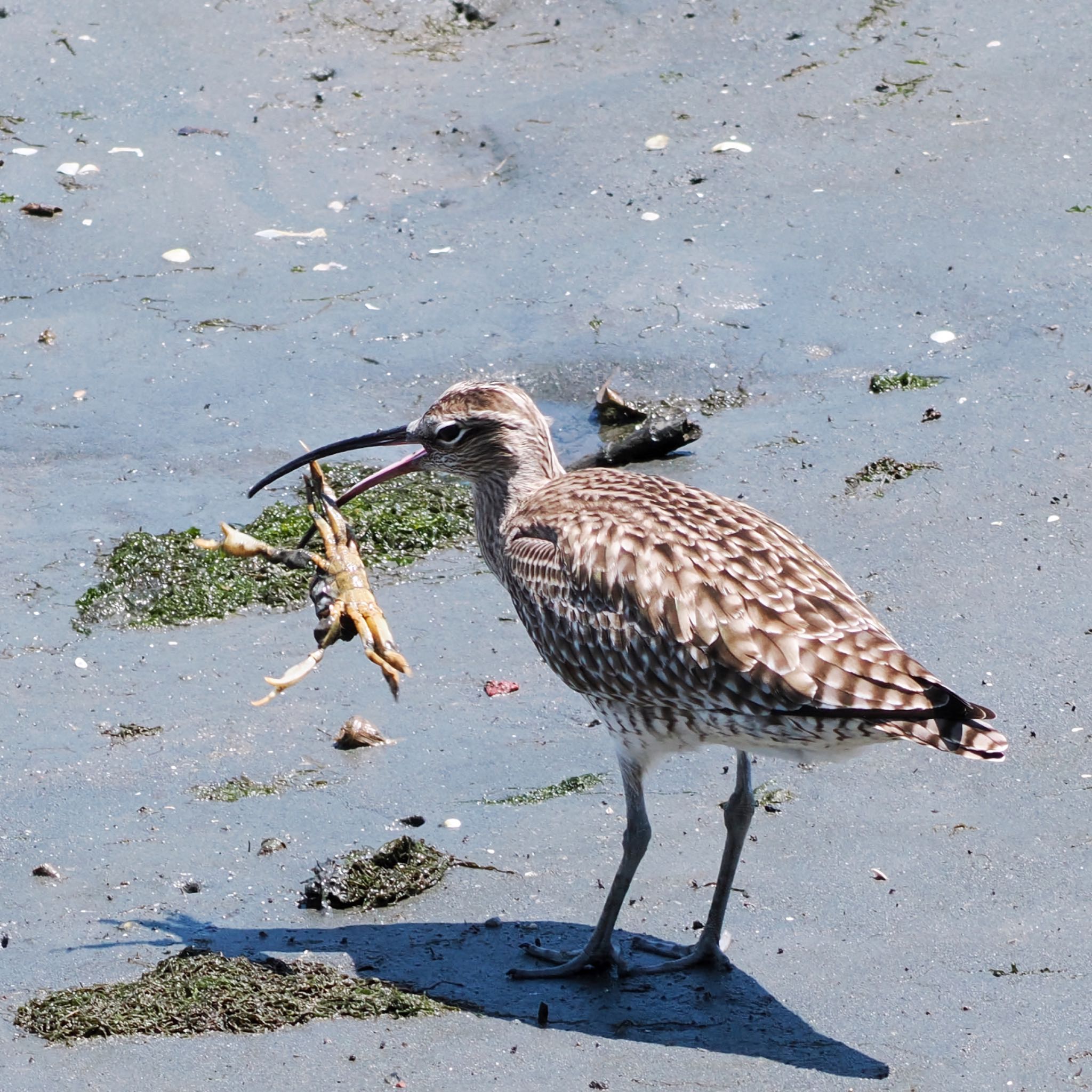 Photo of Eurasian Whimbrel at Tokyo Port Wild Bird Park by アポちん