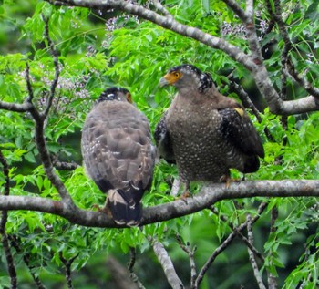 Crested Serpent Eagle Unknown Spots Thu, 3/24/2022