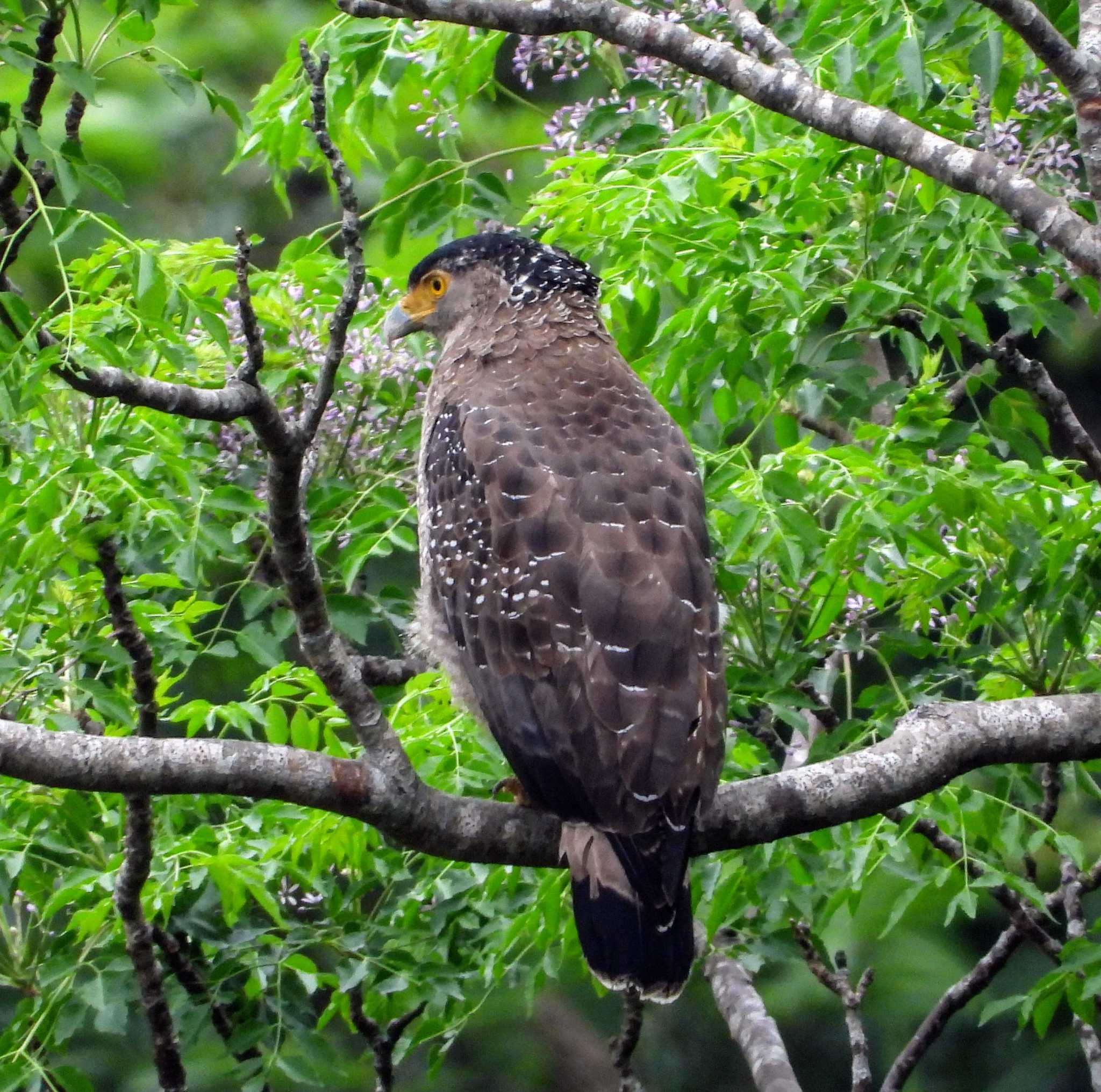 Photo of Crested Serpent Eagle at  by サジタリウスの眼