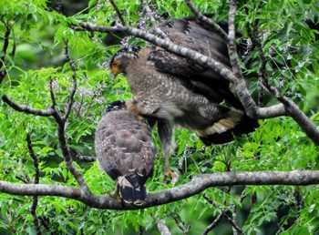 Crested Serpent Eagle Unknown Spots Thu, 3/24/2022