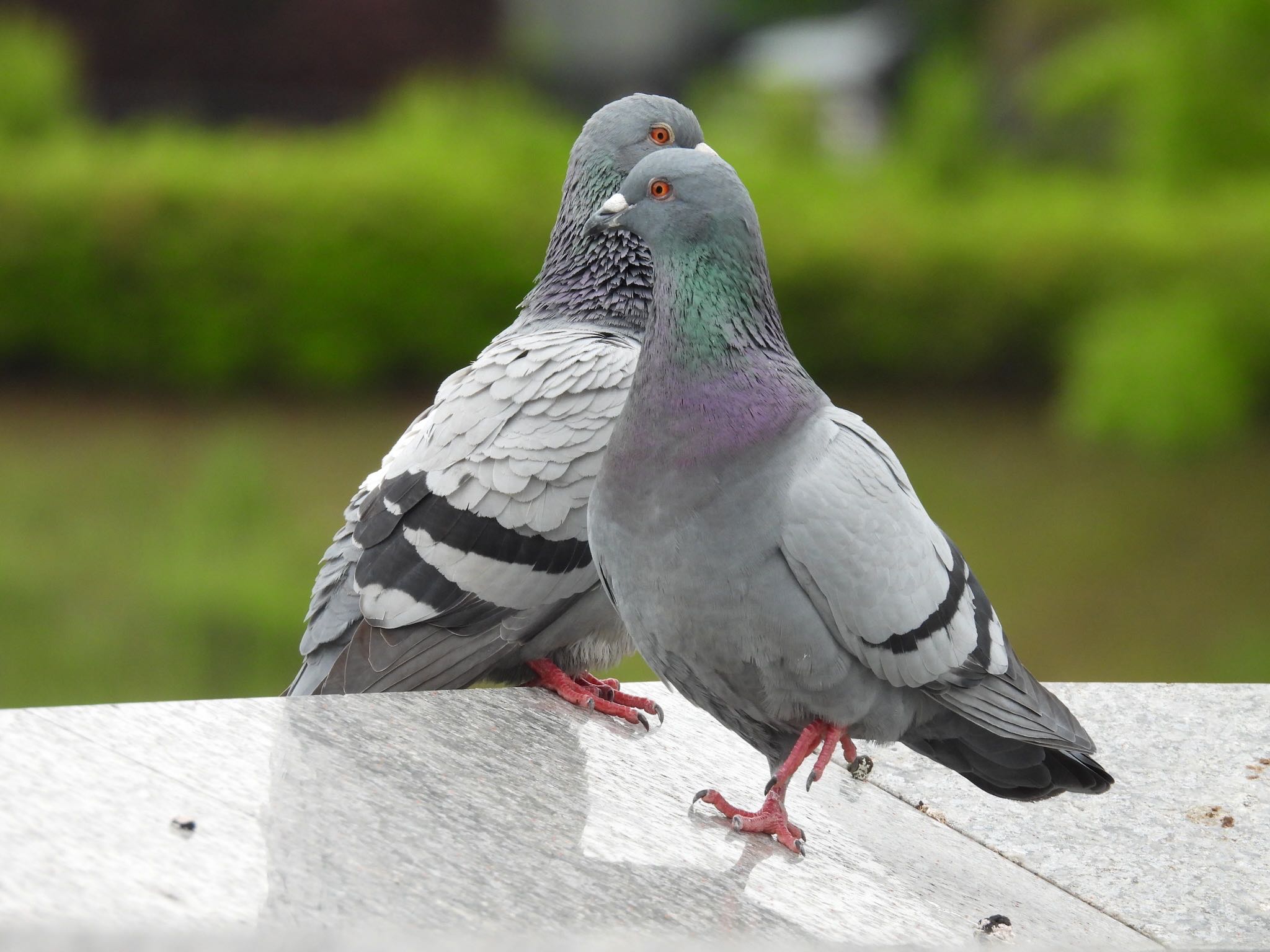 東京都稲城市 カワラバトの写真 by ツピ太郎