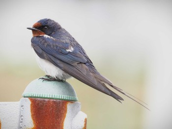 Barn Swallow 鈴鹿市 Sun, 5/15/2022