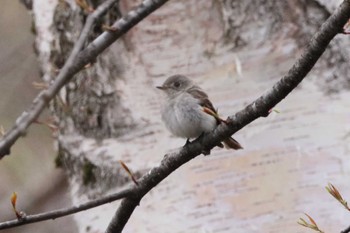 Asian Brown Flycatcher 上高地 Mon, 5/2/2022