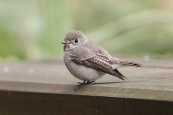 Asian Brown Flycatcher 上高地 Mon, 5/2/2022