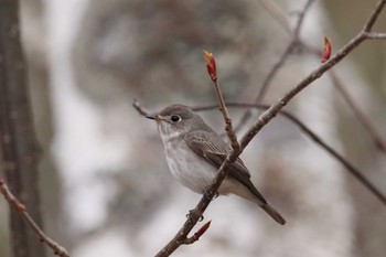 Asian Brown Flycatcher 上高地 Mon, 5/2/2022