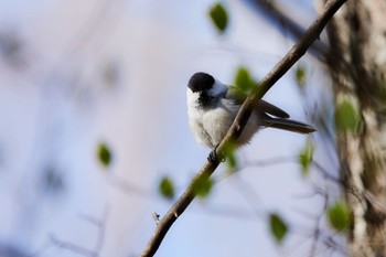 コガラ 軽井沢野鳥の森 2022年5月3日(火)