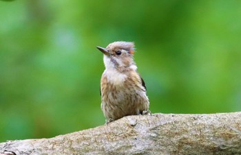 Japanese Pygmy Woodpecker 小山内裏公園 Sun, 5/15/2022