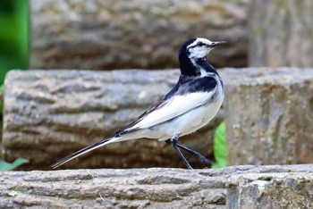 White Wagtail 小山内裏公園 Sun, 5/15/2022