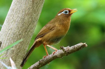 ガビチョウ 小山田緑地公園 2022年5月15日(日)