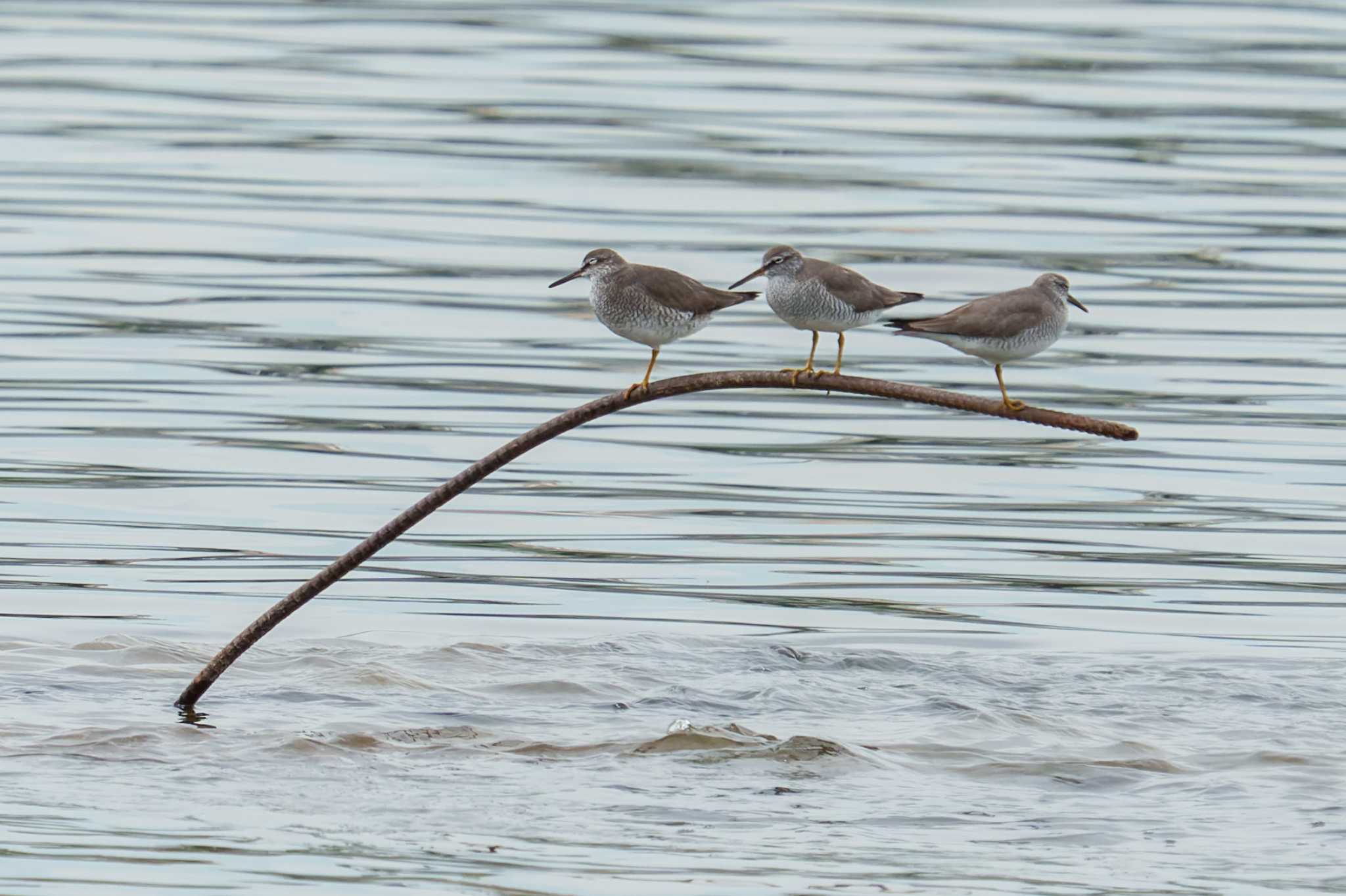 Grey-tailed Tattler