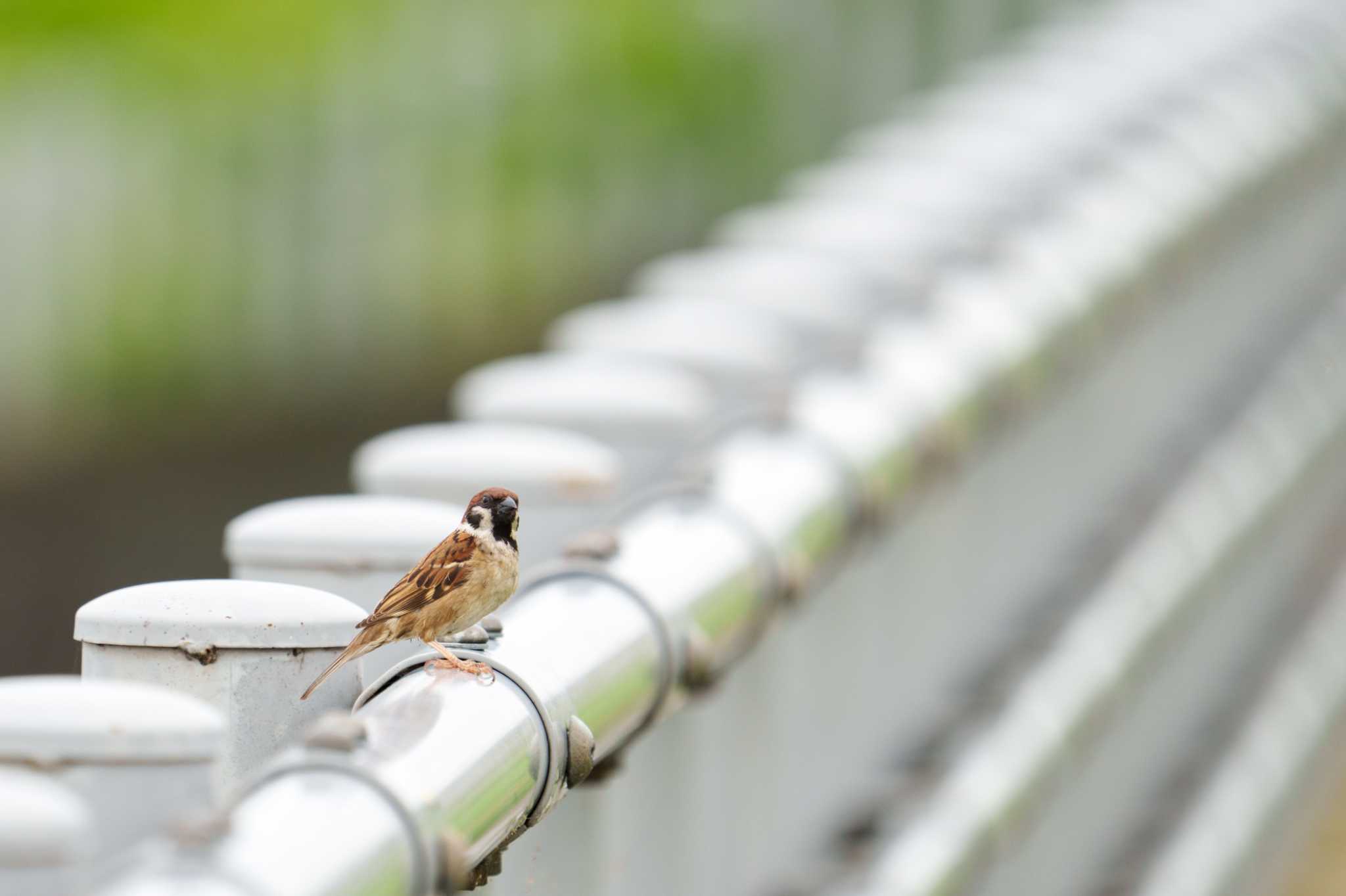 Eurasian Tree Sparrow