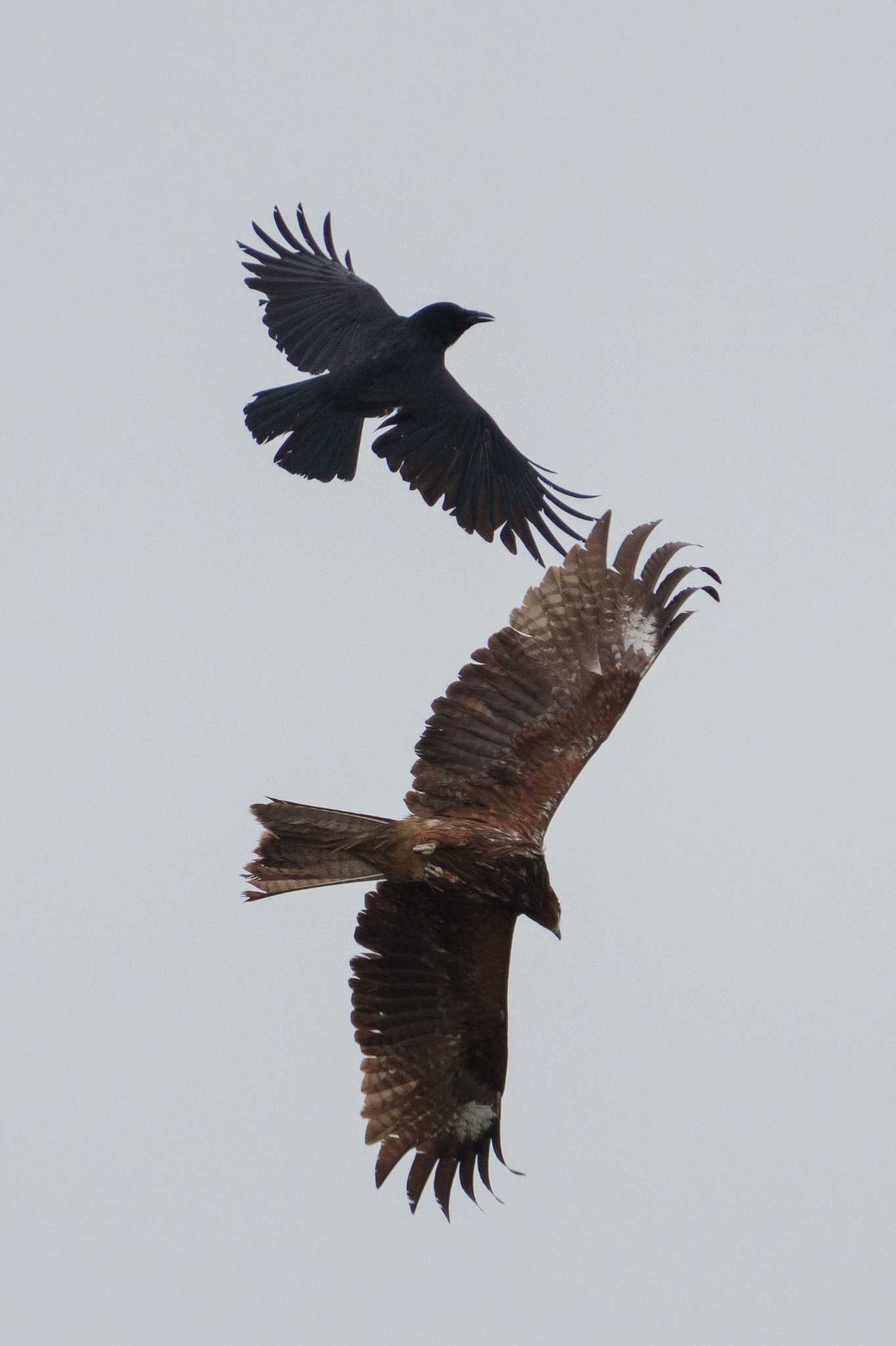 Black Kite