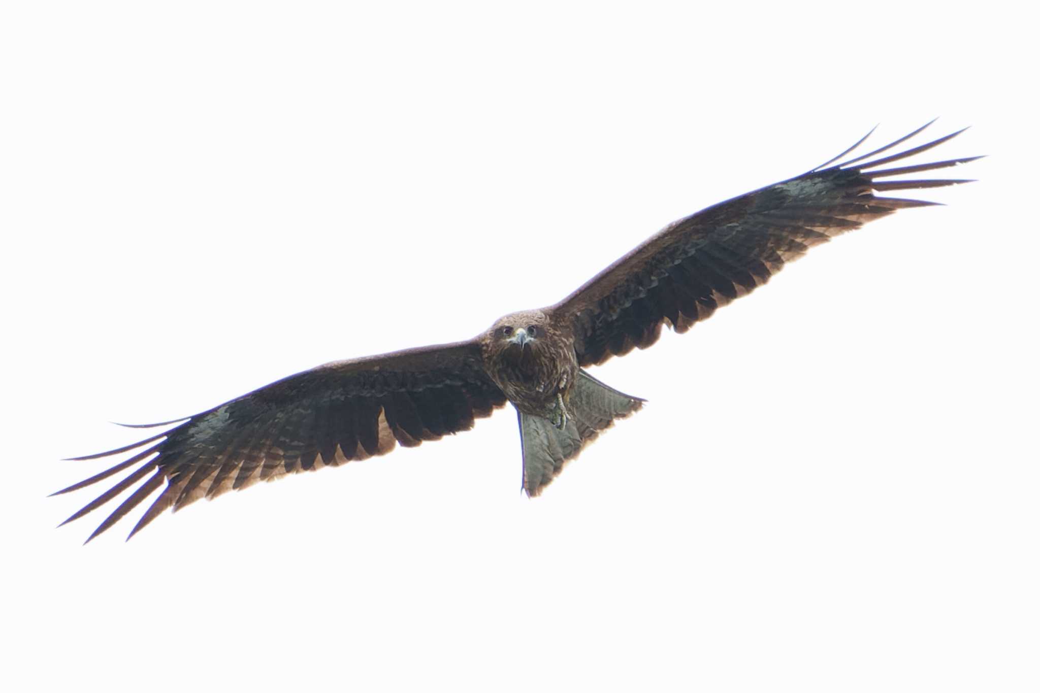 Black Kite