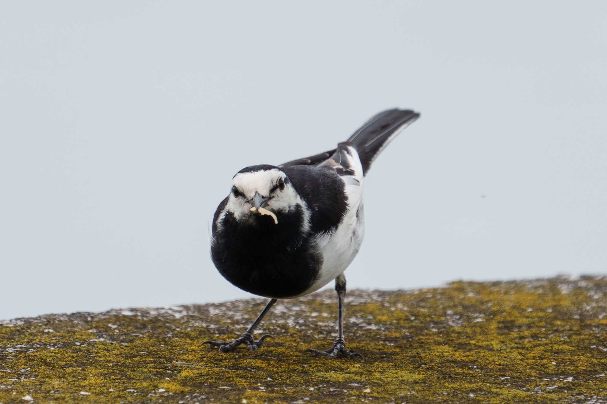 White Wagtail