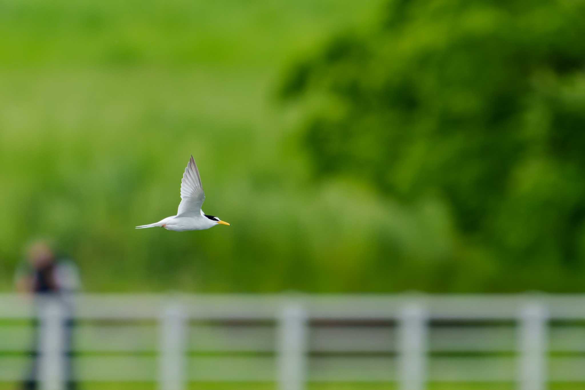 Little Tern