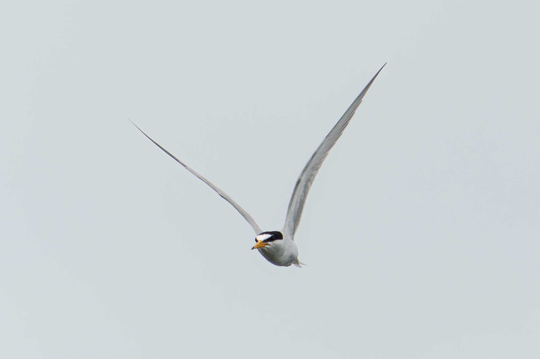 Little Tern