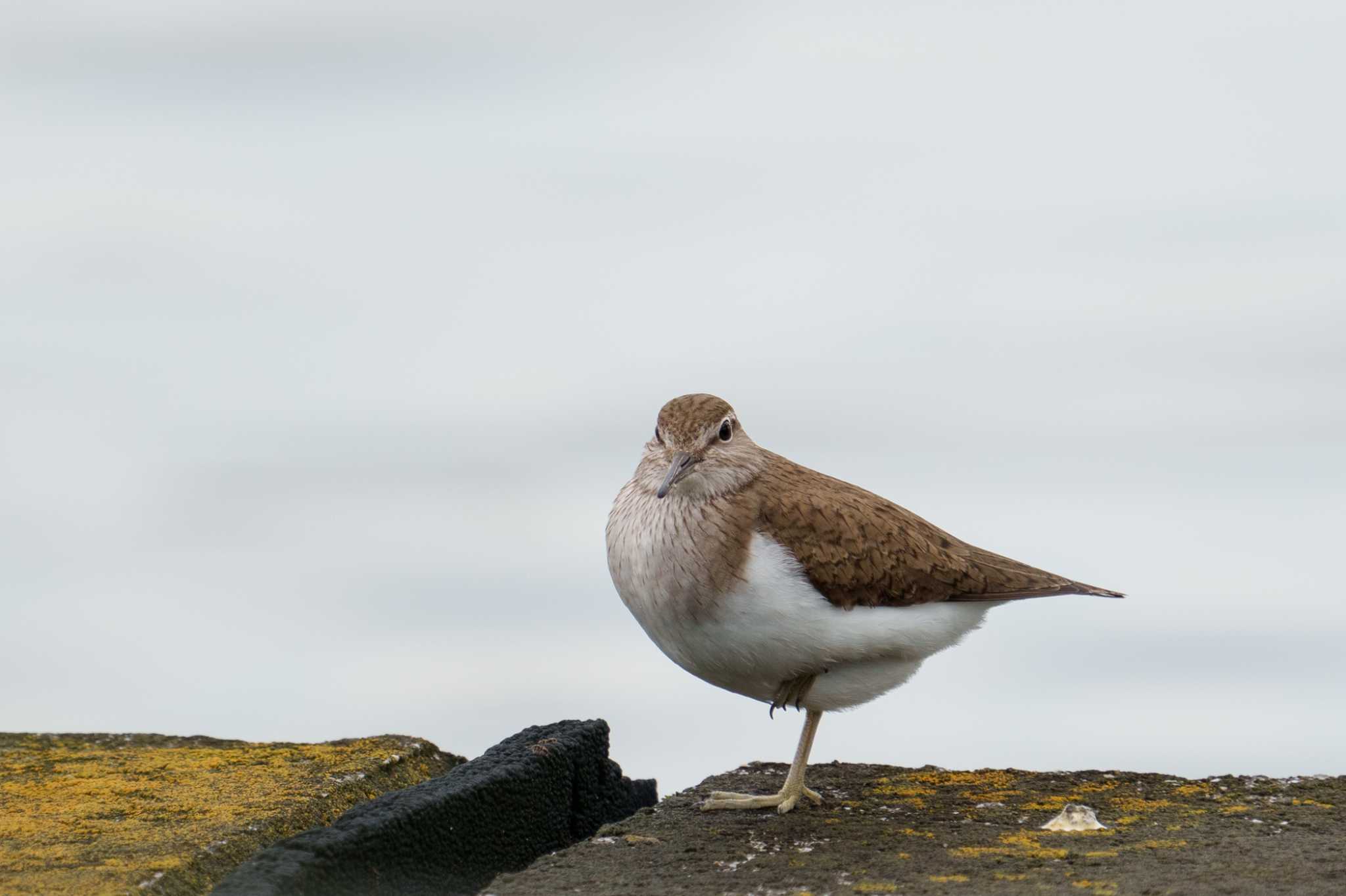 Common Sandpiper