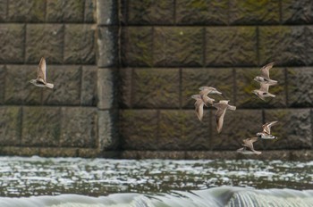 2022年5月14日(土) 多摩川二ヶ領宿河原堰の野鳥観察記録